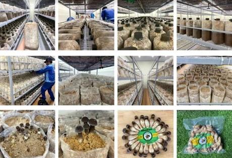 Mô hình nuôi nấm mối đen bằng container kết hợp năng lượng mặt trời